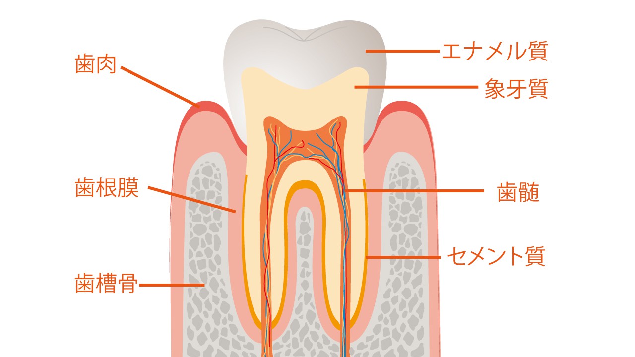 意外と知らない 歯の構造と基礎知識 東大阪の歯医者